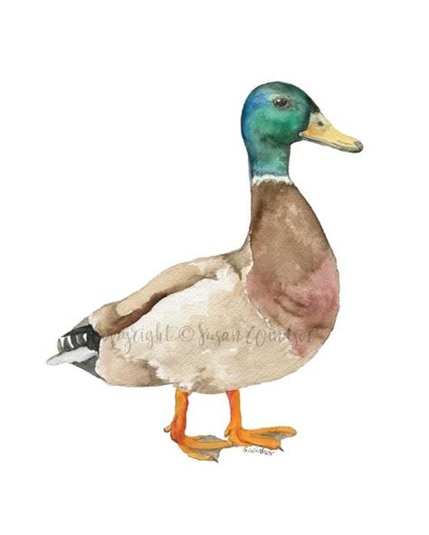 Mallard Duck Watercolor Painting Giclee Print Reproduction Woodland