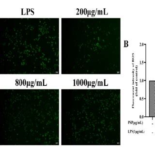 Effects Of PSP On ROS Release In LPS Induced BV2 Cells A