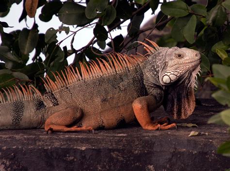 Puerto Rico Wildlife: Alfredo Colón | All Other Reptiles