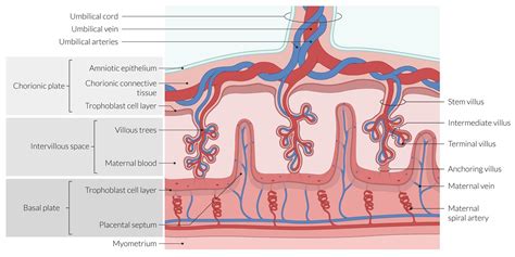 Placenta And Umbilical Cord Diagram