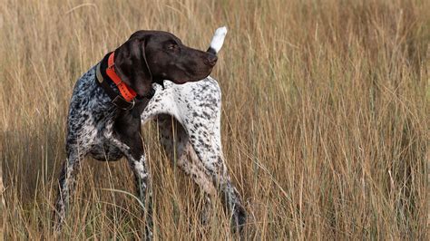 Pre-Season Bird Dog Training | Birdhunter