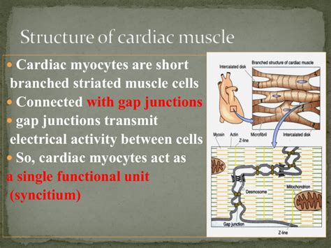 Properties Of Cardiac Muscle