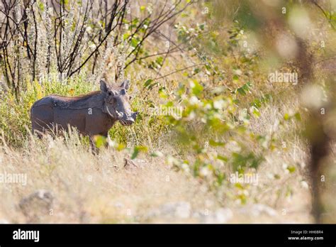 Etosha National Park Namibia Warthog In Habitat Stock Photo Alamy