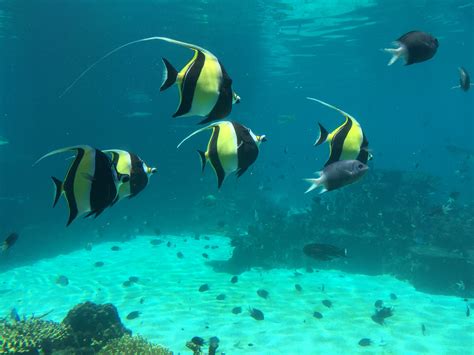 Fotos gratis mar Oceano buceo biología azul pescado nadando