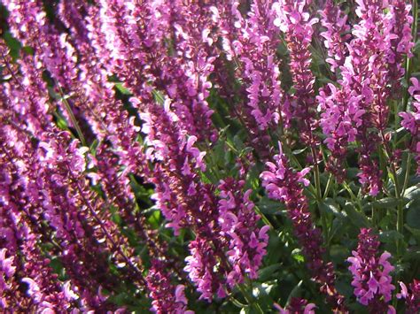 Salvia Nomerosa Pink Beauty