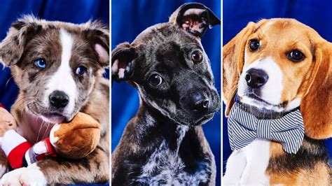 'Puppy Bowl XIX': Meet This Year's Adorable Roster of Adoptable Players ...