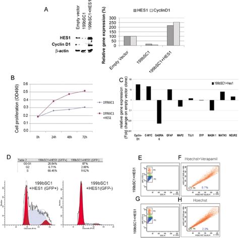 A Representative Western Blot And Densitometric Analysis Showing That