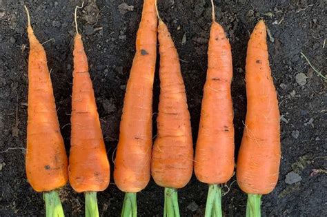 How To Plant And Grow Carrots Growfully