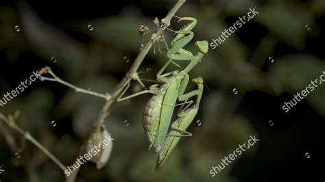 Mating Praying Mantises Close Male Female Editorial Stock Photo - Stock ...