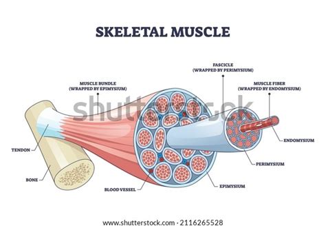 29 Perimysium Images, Stock Photos & Vectors | Shutterstock