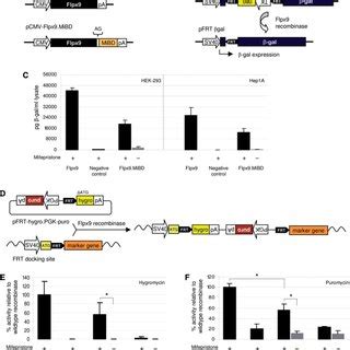 Mifepristone Inducible Flp Recombinase Mediates Gene Excision And