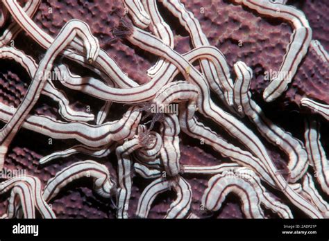 Medusa Worm Sea Cucumbers Synaptula Lamperti On The Surface Of A