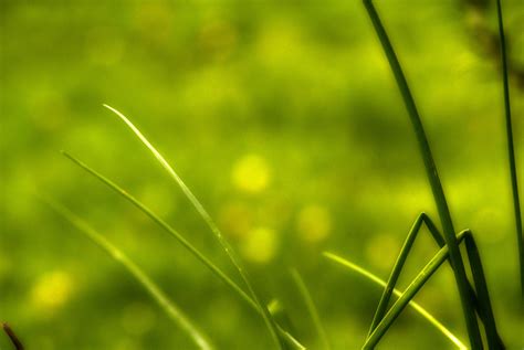 3840x2160 Wallpaper Green Grass Peakpx