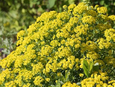 Cypress Spurge Guide How To Grow A Care For Euphorbia Cyparissias