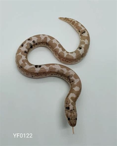 Paradox Snow Kenyan Sand Boa By Carters Captives Morphmarket