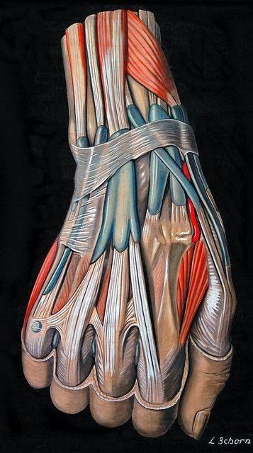 Pin de Nik Fiorentino en anatomy Anatomía corporal Ilustración