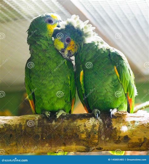 A Pair Of Funny Green Parrot N Stock Image Image Of Background Pair