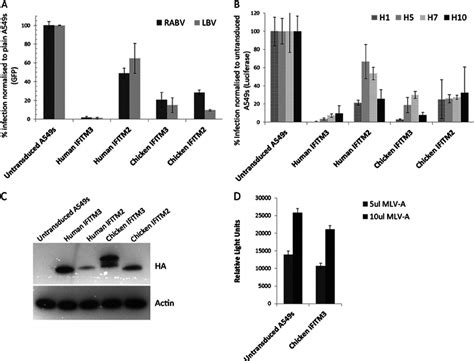 Human And Chicken IFITM Proteins Restrict Cell Infection Stable Cell