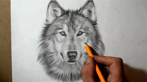 How To Draw A Wolf Wolf Face Drawing Drawings Wolf Drawing