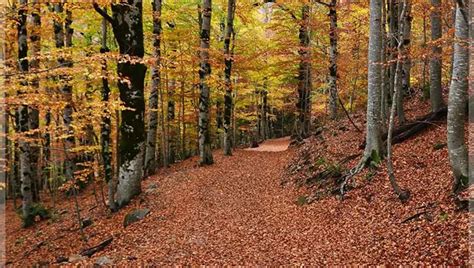 Los Bosques M S Bonitos De Espa A Gu A Completa