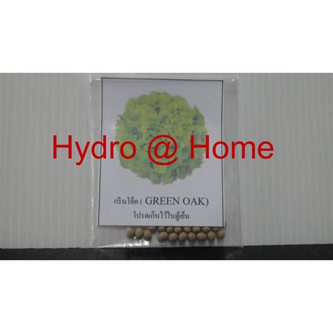 จำหน่าย เมล็ดพันธุ์ ผักสลัด กรีนโอ๊ค Green Oak ชนิดแบบเคลือบเมล็ด 1