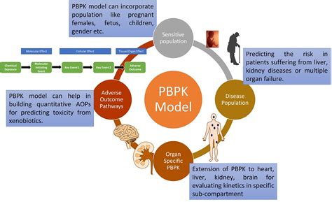 The Role Of Physiologically Based Pharmacokinetic Model Pbpk New