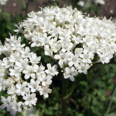 growing valerian advice  sowing care  harvesting