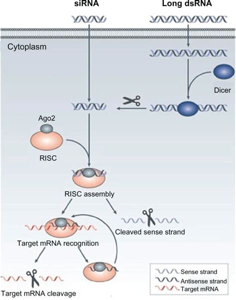 The mechanism of RNA interference. Notes: Long double-stranded RNA ...