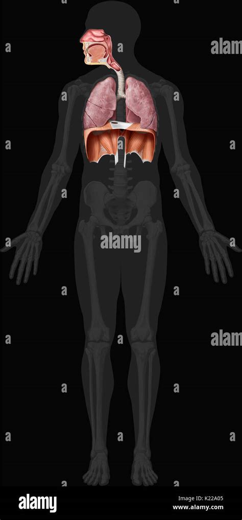 Apparato Respiratorio Trachea Immagini E Fotografie Stock Ad Alta