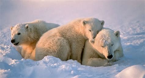 Datos Interesantes Sobre Los Osos Polares National Geographic En