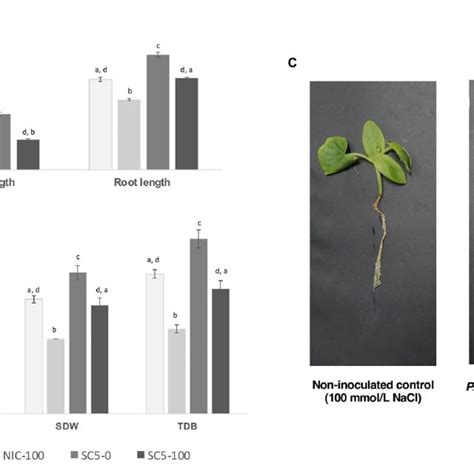 Results Obtained From A Cucumber Plant Growth Promotion Assay