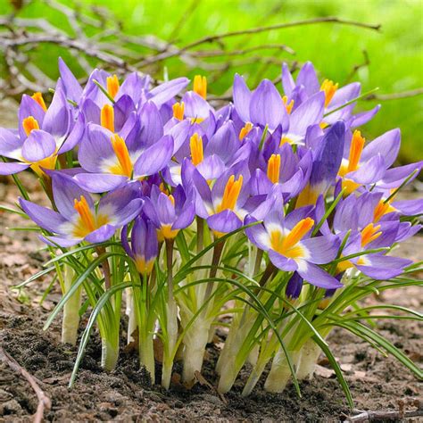 😇Чарівна ніжність милих крокусів🌷🌷 Крокуси — витончені ранньовесняні ...
