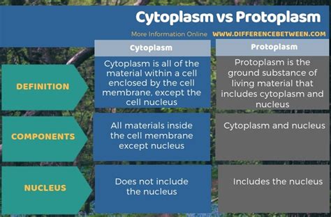 Difference Between Cytoplasm and Protoplasm | Compare the Difference Between Similar Terms