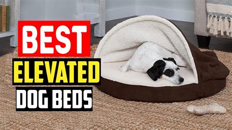 Top 5 Best Elevated Dog Beds In 2024 Youtube