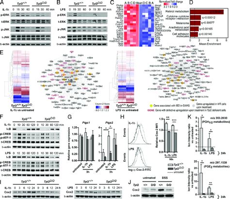 Tpl2 In Intestinal Myofibroblasts Mediates Mapk Activation Upon Innate