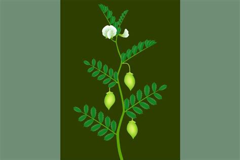 A branch of a chickpea plant with green pods.