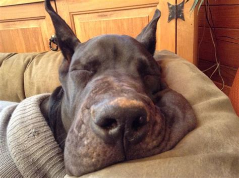 Pin By Jacqueline Russell On Danes Of The World Great Dane Dane Dogs