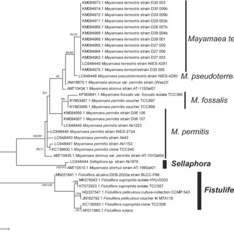 Maximum Likelihood Ml Phylogenetic Tree Based On 37 Sequences Of The Download Scientific