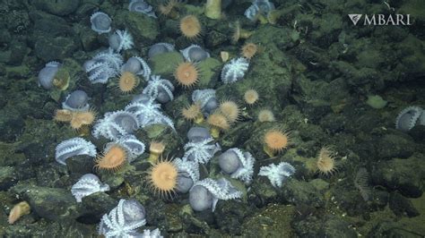 The stunning deep sea footage scientists filmed in 2023 | Mashable