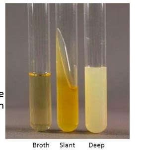 Micro Lab 2 Simple Stain Flashcards Quizlet