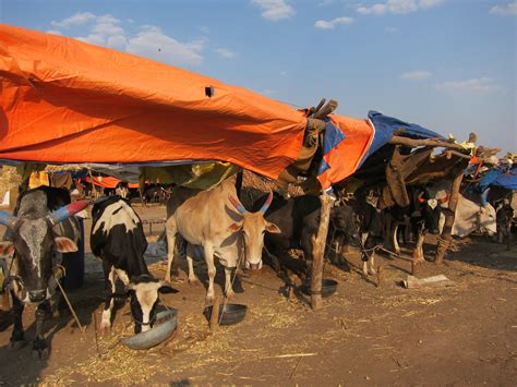 India Leads Asia With Strategy To Protect Animals During Disasters