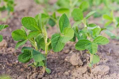 How to Plant, Grow, and Harvest Soybeans - Harvest to Table