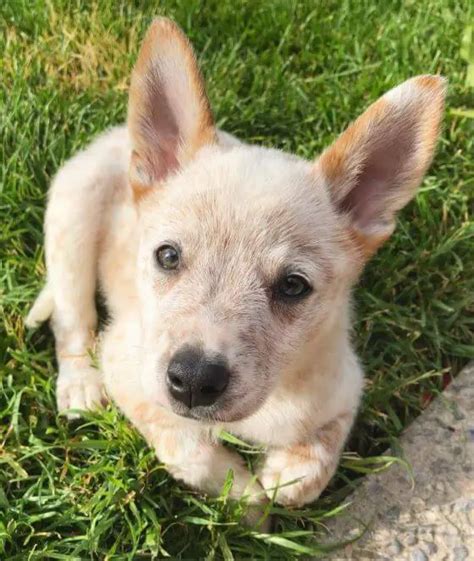 15 Photos Of Australian Cattle Dog Puppies That Make Everyone's Heart ...