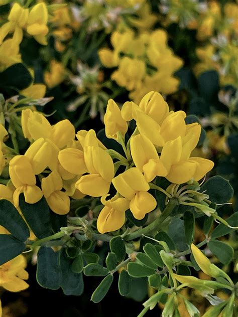 Flor De La Coronilla Glauca Fj Caballer Flickr