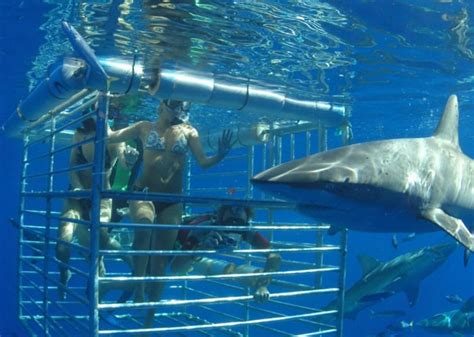 Shark Ecotourism Isla Guadalupe - PRETEND Magazine