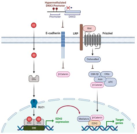 Epigenomes Free Full Text Epigenetic Regulation In Breast Cancer