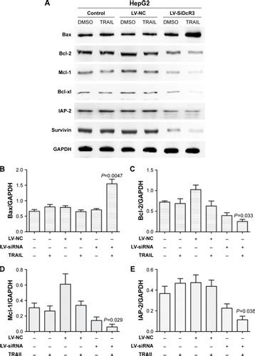 Full Article Downregulation Of Dcr3 Sensitizes Hepatocellular