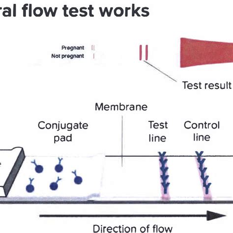 Using The Urine Pregnancy Test Device As An Example This Image Download Scientific Diagram