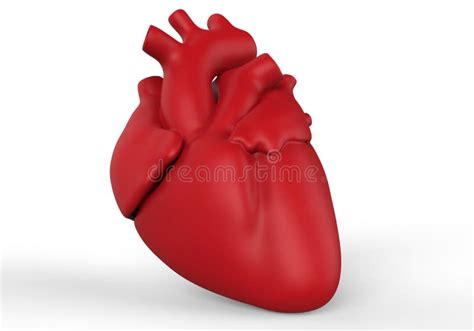 Human Heart Anatomy Human Heart White 3d Render Stock Illustrations