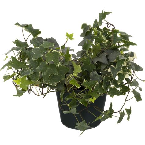 Potted English Ivy